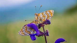 Aetherie Fritillary