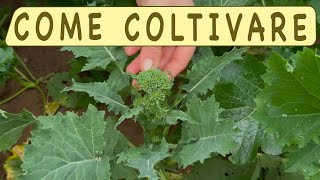 COLTIVARE le CIME DI RAPA