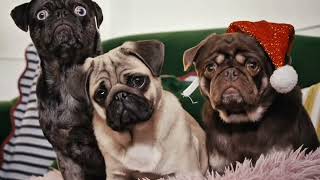 It’s Pugmas!