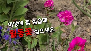 제가 키우는 월동하는 예쁜꽃 | 무스카리, 이베리스, 금낭화, 페튜니아, 패링이꽃, 아르메리아