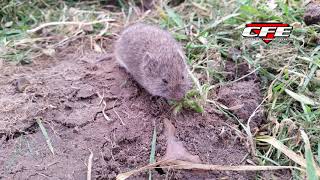 Scouting Soybeans in Cover Crop Fields