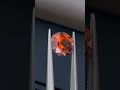 bi color sapphire 4 carats oval mandarin orange and pink hues. shorts gemstone