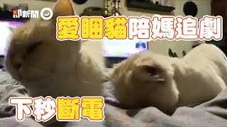 愛睏貓努力抗瞌睡蟲！突然一秒斷電「臉咚棉被」睡翻｜寵物動物｜打瞌睡｜精選影片