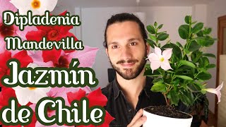 🌸Cuidados de Dipladenia, Mandevilla, JAZMÍN de CHILE😲...Mil nombres!!🌸