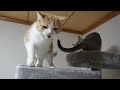 チンアナゴみたいな猫にイラついた猫【スコティッシュフォールド】【アビシニアン】