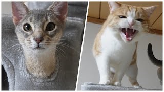 チンアナゴみたいな猫にイラついた猫【スコティッシュフォールド】【アビシニアン】