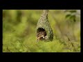 watch the baya weaver carefully tailor its nest wildlife documentary nest building weaver bird