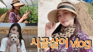 [SODY VLOG] 시골살이 브이로그 🌞/ 저희 구기자,청양고추 밭을 소개합니다 /시골 5일장 /시골 밥상