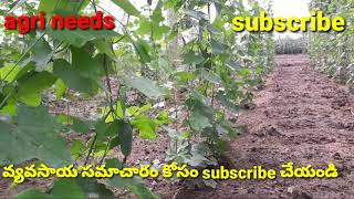 How to management in agriculture crops|దొండ సాగు లో యాజమాన్యం తెలుగు లో|agri needs in telugu|