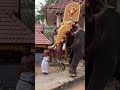 ഉണ്ണിമങ്ങാട് ഗണപതി ❤️❤️❤️ festival elephant unnimangaduganapathy crazychickzzz