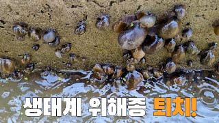 벽하나 차이로 생태계 위해종이 되는 이것을! 바글바글 합니다!