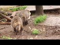 【東武動物公園】タヌキの姉弟喧嘩 2023 03 26