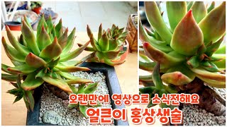 얼큰이 창 홍상생술~ 물이들면 전체가 빨개지는 놀라운 다육이죠 ㅎ 오랜만에 영상으로  홍상생술 안부전합니다 ㅎ