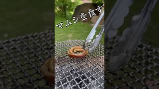 【閲覧注意】マムシを食す　#shorts