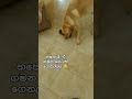 විශාල කරදරයක් උනානේ මේක 😩 pets funny labrador