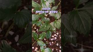 집에서 씨앗으로 인삼키우기. grow ginseng seed at home. #전유진 연꽃