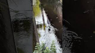 【４K映像】アオサギ　Grey Heron