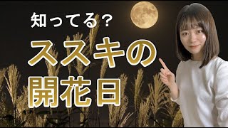 ススキが続々開花中！【お天気さんの季節便り】