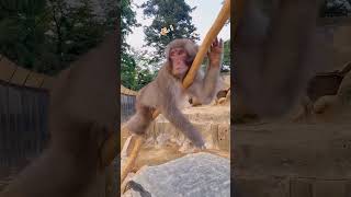 【高尾山さる園】脱力するチクワくん【SNOW MONKEY】 #monkey #snowmonkey #japanesemacaque #ニホンザル