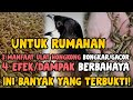 Sisi Baik/Buruk Ulat Hongkong Untuk Burung Cendet (Cepat Gacor/Dalam Harian!)