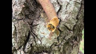 Assassin bugs use a tool to capture prey