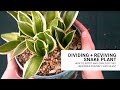 Repotting Snake Plant + Care Tips