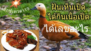 เอ็กซ์เทวดา#ฝันเห็นเป็ดได้กินเนื้อเป็ดทำนายว่าอย่างไร