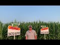 2021 field days minnesota west dkc52 99rib brand blend