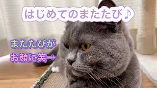 またたびを初体験の猫にプレゼントしたら残念な結果に…【ブリティッシュショートヘア】