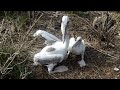 baby pelican regurgitates then strikes