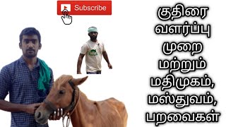 மதிமுகம்,மஸ்துவம்,பறவைகள் | About Horse Purchase | Explanations About Horse Tamil | Kuthirai Valarpu