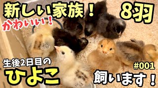 【可愛すぎる】生後2日目のひよこ８羽！ようこそ我が家への回