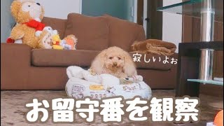 【健気】🐶愛犬のお留守番を隠し撮りしたら胸が締めつけられる思いでした。【盗撮】