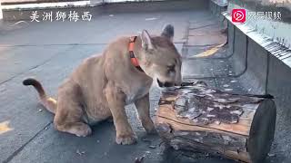 原来美洲狮梅西怕热！它拒绝和主人出门 Messi is afraid of heat! It refused to go out !