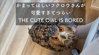 #233 かまって欲しいフクロウさんが可愛すぎる THE CUTE OWL IS BORED 【ベンガルワシミミズク】