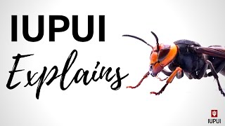 The Buzz About Murder Hornets | IUPUI Explains