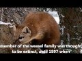 Wildlife Study of the Humboldt Marten at Prairie Creek Redwoods State Park