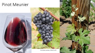 Grape Variety #10: Pinot Meunier