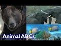 Animal ABC Song for Kids | Cute Animals | Funny Animals | Kinder Playtime