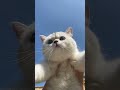 white clouds blue sky evening breeze and you😻 shorts britishshorthair cat catvideos ねこ