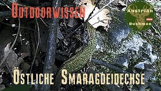 Die Östliche Smaragdeidechse - Lacerta viridis