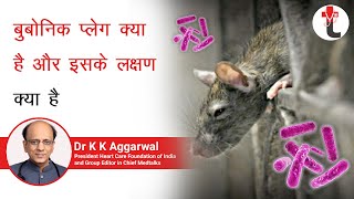 बुबोनिक प्लेग क्या है और इसके लक्षण क्या है || What is bubonic plague and what are its symptoms