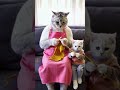 The mother cat is at home taking care of her baby and has nothing to do. She knits a sweater for