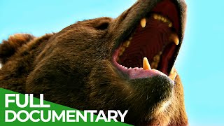 Wildlife | Episode 6: Bears | Free Documentary Nature