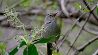 ウグイス Japanese Bush Warbler［ 4K UHD ／ 鳥 Bird ］