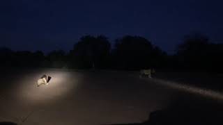 A pair of male lions roaring into the night