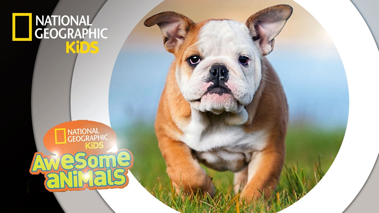 Dog Genius Awesome Animals Housepetscare