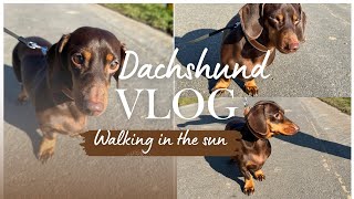 Adorable Dachshund’s Epic Walk: You Won’t Believe What Happens!