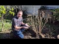 moving this hydrangea in late winter 😮 garden hydrangea planting