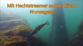 Uferangeln in Norwegen - Unterwasseraufnahmen Pollack auf Hechtstreamer